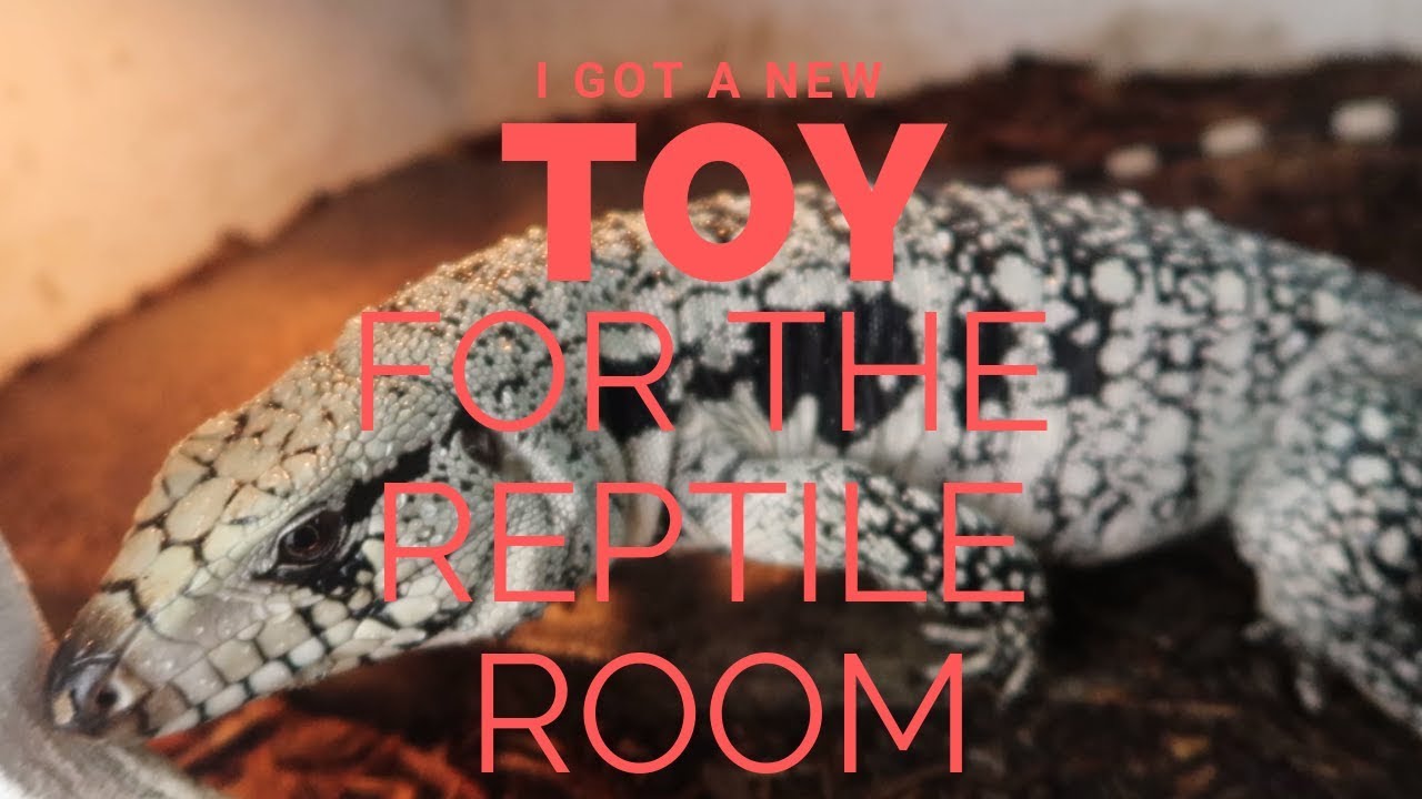 New TOY for the Reptile Room! Tegus get a shower! YouTube