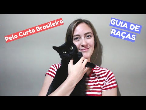Vídeo: Raças De Gatos De Pêlo Curto