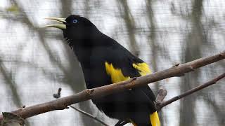 Yellow-Rumped Cacique Calling Its Name 4K