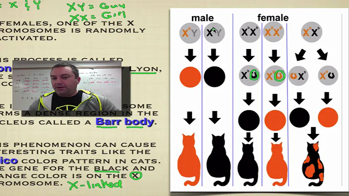 Chapter 14 Part 9 - X Chromosome Inactivation