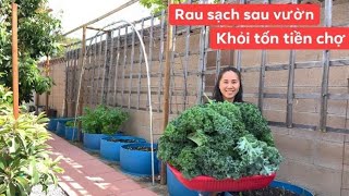 Thu Hoạch Rau Sạch Làm Cơm Chiều và Trộn Phân Đất Trồng Bắp Tím