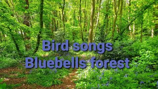 Bluebells forest with relaxing natural birds songs wild nature video