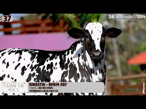 LOTE 37   RMEM 207