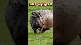 ما هو الحيوان الذي لا يعرف الرحمه ؟! ? | hippopotamus