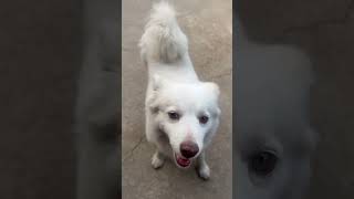 Ab naa tumse dur honge hum ♥️🐩♥️#pyakuli #candy #doggielife #petsdog#shortvideo #youtubeshorts