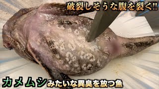 腹からカメムシみたいな異臭を放つ魚の腹を切った結果・・・
