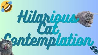 Hilarious Cat Contemplation