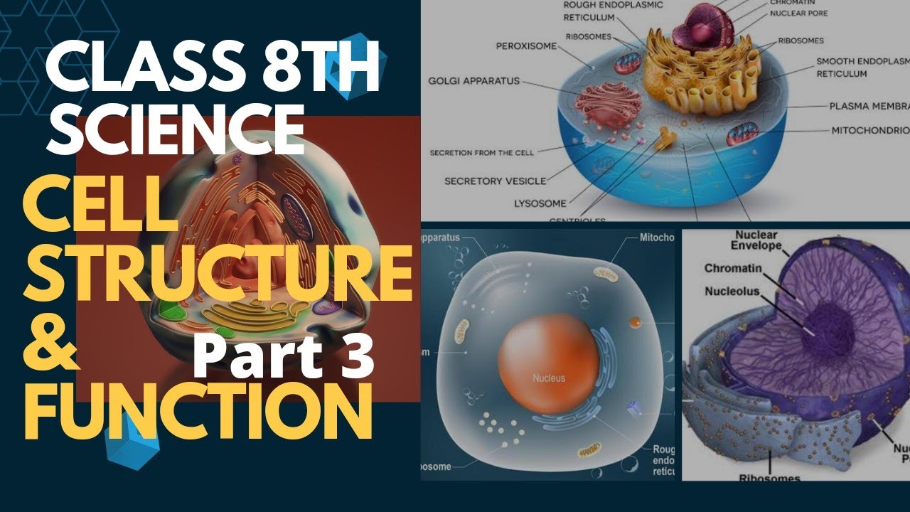 Cell Structure And Functions Class 8th Science | Parts of The Cell ...