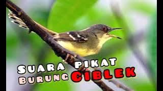 SUARA CIBLEK PIKAT MP3 CIBLEK SEMI 100% AMPUH