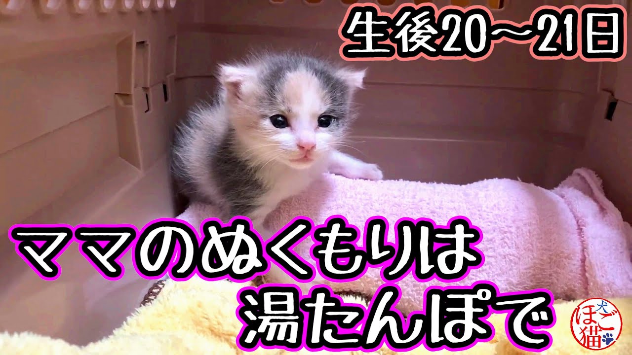 猫 子猫 多頭飼育 生後3日の子猫を保護 ママの代わりは湯たんぽで あるみちゃん 21 22日目 Youtube