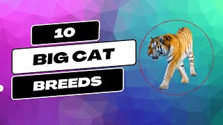 10 Big Cat Breeds — Top 10 Wizard by Top 10 Wizard 156 views 1 year ago 8 minutes, 30 seconds