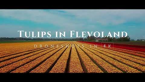 Tulips in Flevoland in 4k | Drone video