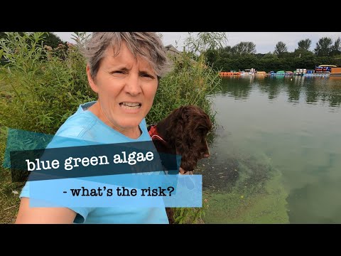what&rsquo;s the risk of swimmimg in blue green algae?