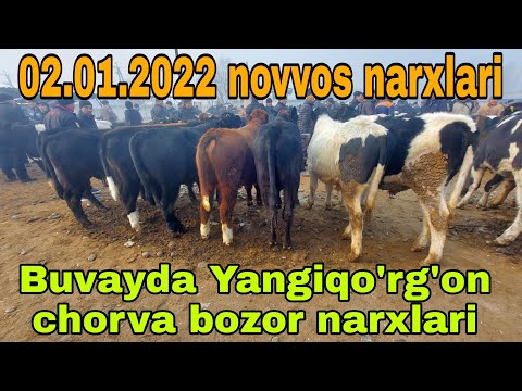 Buvayda Yangiqo'rg'on chorva