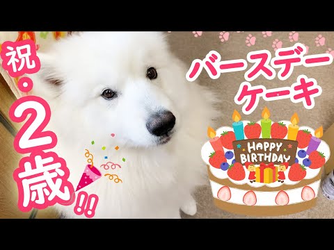 【祝】2歳の誕生日を迎えたサモエドさくら