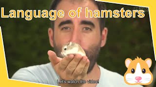 🐹 HAMSTERS: Common hamster behavior. The language of hamsters.