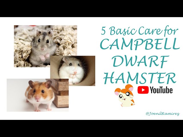 How to Care for a Pet Campbell's Dwarf Hamster