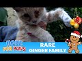 Rare ginger family for Christmas - I&#39;m so happy we saved her eye!!! #kittens