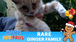 Rare ginger family for Christmas - I'm so happy we saved her eye!!! #kittens