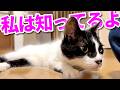 【ねこ動画】ねこ「私は知ってるよ」