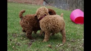 Red standard poodle puppies at almost 7.5 weeks by Debra Pohl 277 views 5 years ago 1 minute, 41 seconds