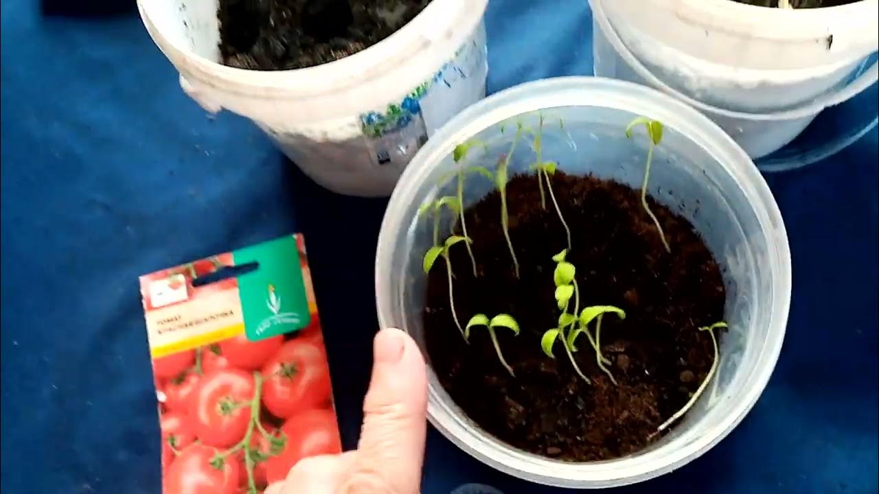 Пикирую Помидоры сорта🍅🍅🍅 "КРАСНАЯ ШАПОЧКА" для Выращивания в Теплице и ...