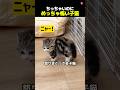 ちっちゃいのに怖すぎる子猫🤣