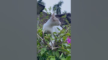 Kitten on a Tree: The Cutest Climb You’ll Ever See!
