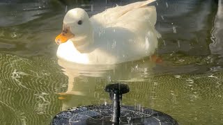 I Got My Ducks A Fountain ⛲️ 🦆