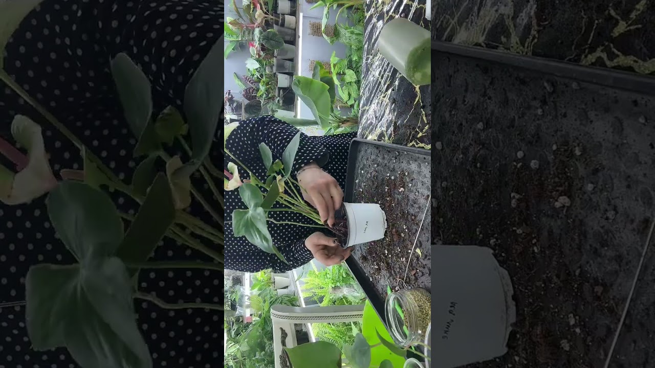 Размножение Антуриума 3 часть 