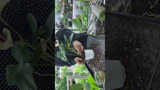 Размножение Антуриума 3 Часть