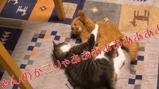 新入り子猫と兄猫ごましろうのケンカが思った以上に壮絶すぎた…