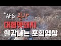 ASF(아프리카돼지열병) / 대형멧돼지 포획영상 / #wildboar #koreahunting