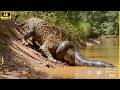 Wild Life Amazon Jungle The Silent Giant World S Biggest Anaconda In Amazon Forest Wildlife Wild Life Amazon Jungle The Silent Giant World S Biggest Anaconda In Amazon Forest Wildlife