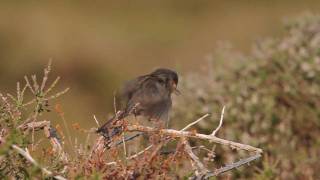 Dartford Warbler