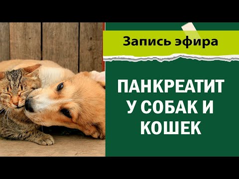 Диагноз - Панкреатит у собак и кошек