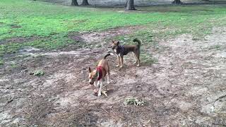 Shiba vs Basenji 2