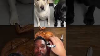 Dog🐶#viralvideo #youtube #funny #shortvideo #comedy #doggielife #dog #reels #tranding @prdeepjsr