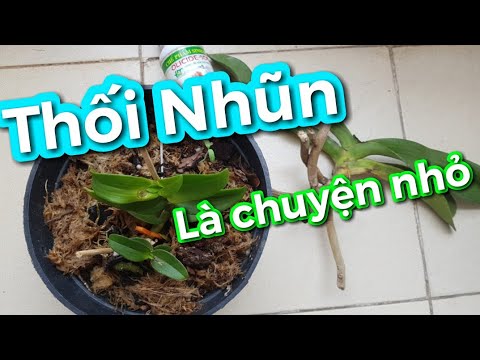 Cách phòng và trị bệnh thối nhũn cho lan | Foci