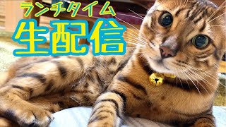 【ランチ生配信】連休前のランチタイムに猫でも見てほっこりしませんか？生配信