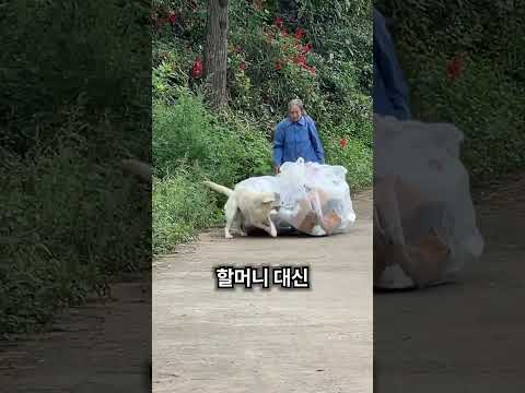할머니 짐을 들어준 강아지 thumbnail