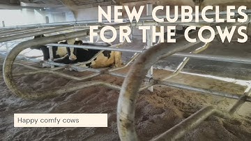 Brand new cubicals for the cows in the old shed