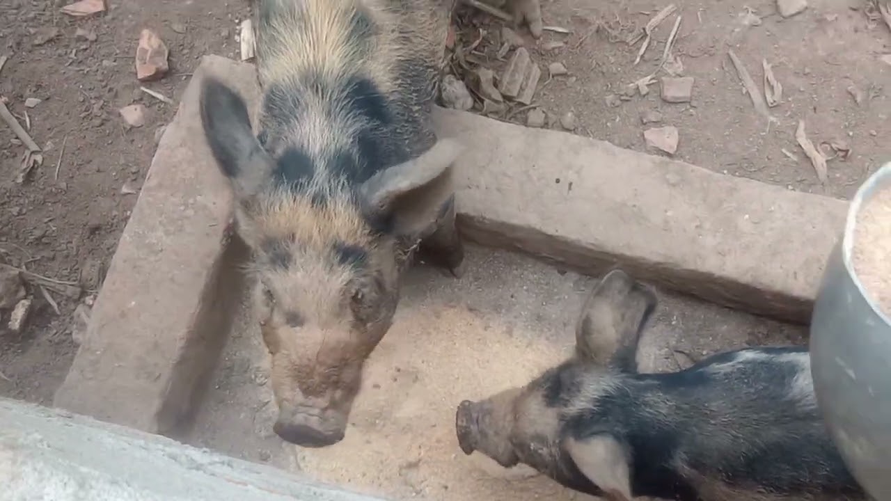 Alimentando as Porquinhas 🐖🐖 !!!!