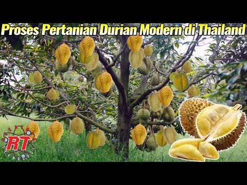 Video: Durian - Thai Txawv