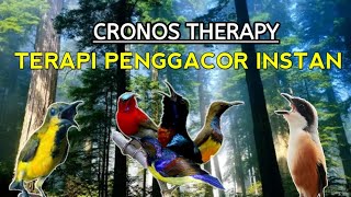 CRONOS THERAPY//membuat burung cepat gacor instan