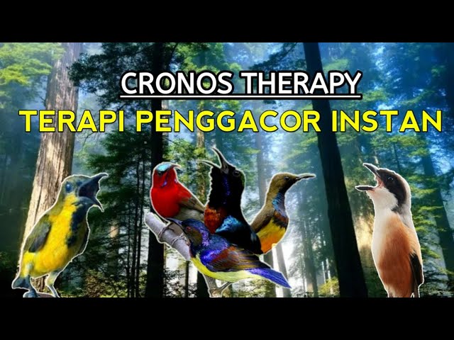 CRONOS THERAPY//membuat burung cepat gacor instan class=