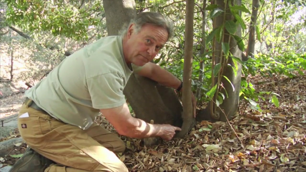 Follow-Up: Healing Wounds on a Mock Orange With Epicormic Shoots - Prune Like a Pro