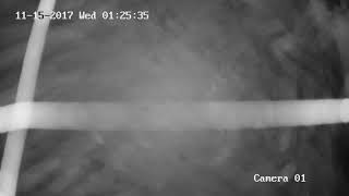 Dubki - Levadki. Camera #1 : 20171115