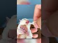 Orphan Baby Finds New Family
