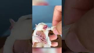 Orphan Baby Finds New Family